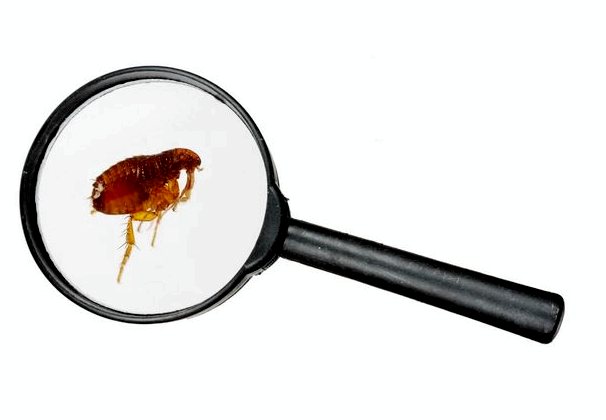 10 видов насекомых и их характеристики
