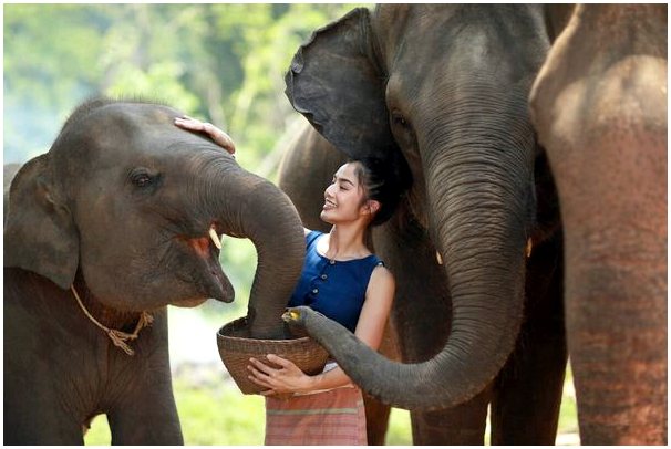 Особенности кормления слонов в неволе