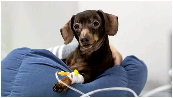 Печеночная энцефалопатия у собак: причины, симптомы и лечение