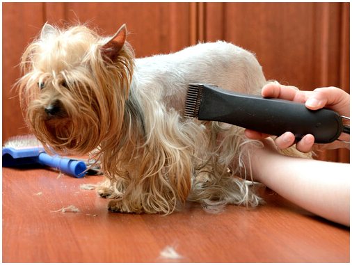 Подстригите собаку дома или у профессионала?