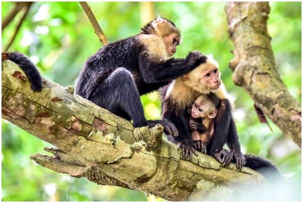 Поведение и кормление белолицой обезьяны