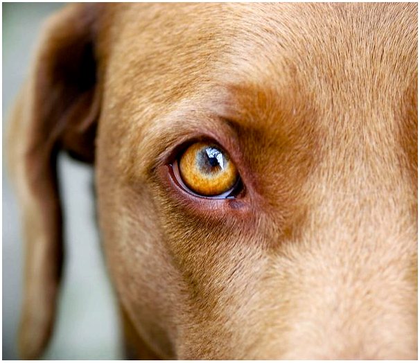 Причины опухших глаз или блефарита у собак