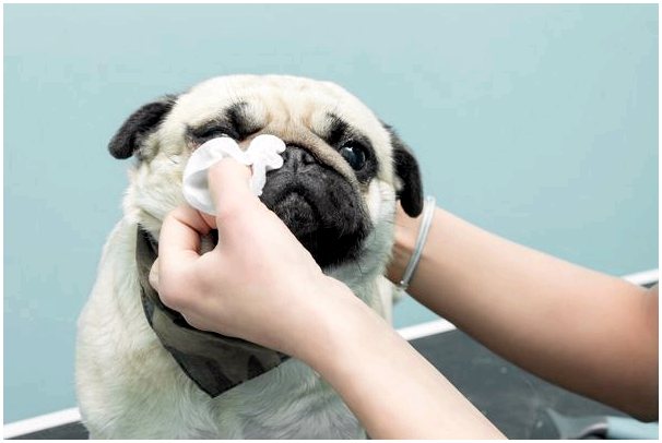 Причины опухших глаз или блефарита у собак
