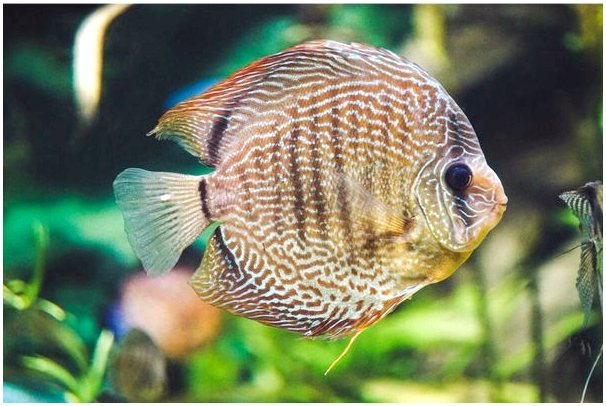 Рыба-дискус: экзотический пресноводный вид