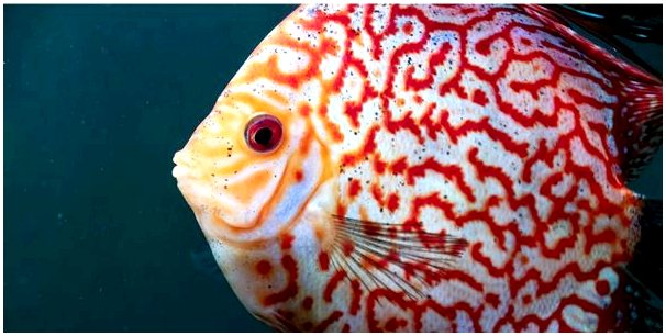 Рыба дискуса: экзотический пресноводный вид