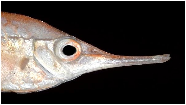 Рыба-трубач: среда обитания и характеристики