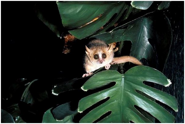 Серый мышиный лемур: характеристика, среда обитания и размножение