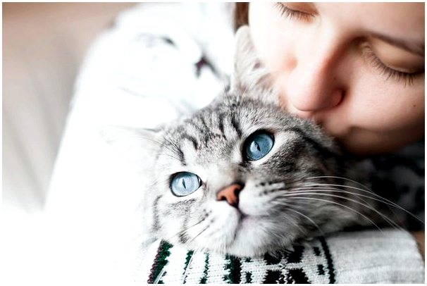 Социальное взаимодействие кошек: четыре факта, чтобы понять это