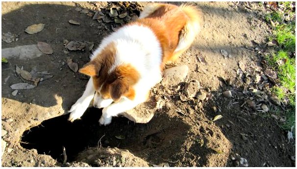 Спасение собак, проведших восемь дней под землей: конец агонии