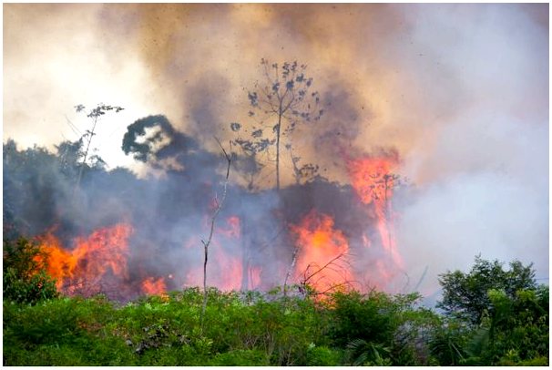 Спасенные животные: жертвы лесных пожаров