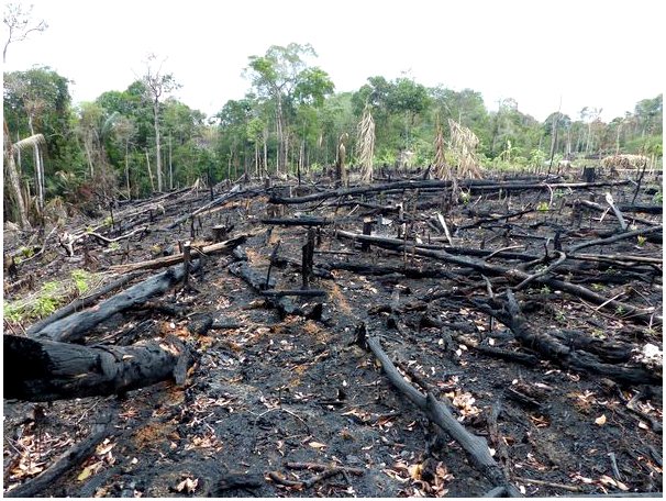 Спасенные животные: жертвы лесных пожаров