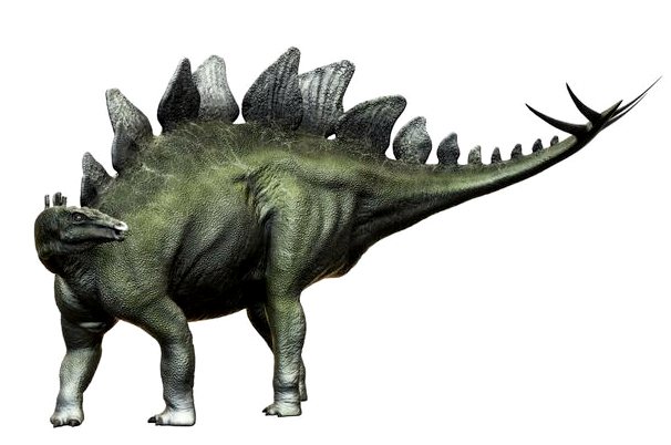 Стегозавр: все, что вам нужно знать