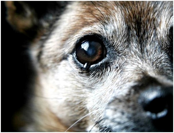 Как рано распознать слепоту у собак?