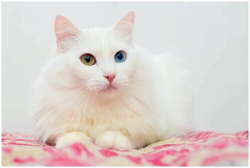 Различия между персидской кошкой и ангорской кошкой