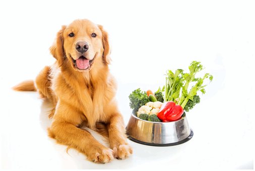 Овощи, которые собаки могут и не могут есть