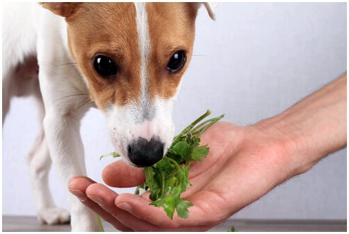 Как естественное питание у собак?