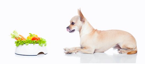 Вегетарианские диеты для собак: 7 шагов, которым нужно следовать