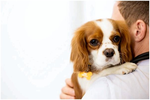 Заболевание печени у собак: причины и симптомы