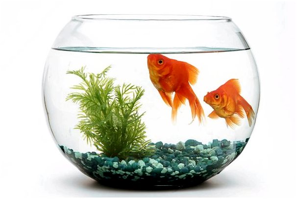 Золотая рыбка или золотая рыбка: советы для опытных