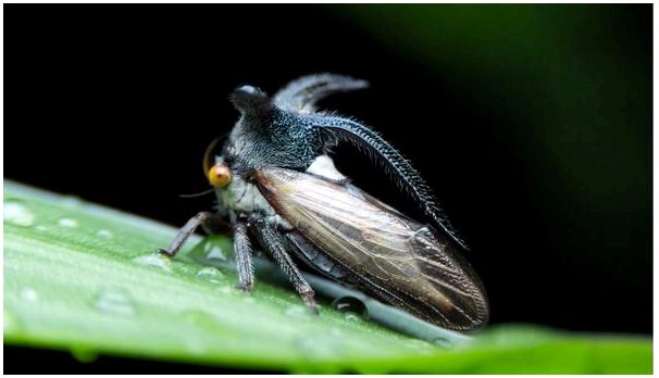 10 самых редких насекомых на планете