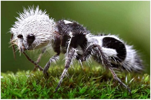 10 самых редких насекомых на планете