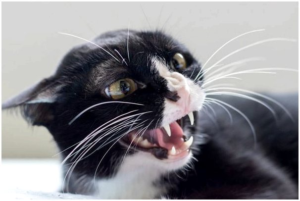 4 самых распространенных расстройства поведения у кошек