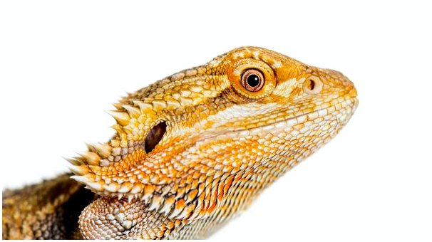 Липидоз печени у рептилий: причины, симптомы и лечение