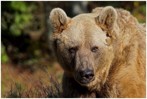 5 подвидов бурого медведя