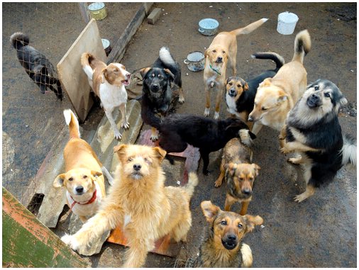 Текис, человек, который спас более 200 брошенных собак в Греции