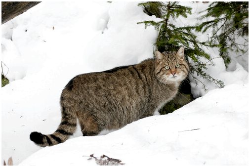5 животных, которые живут в снегу