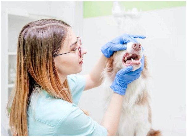 6 последствий зубного камня у собак