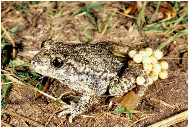 5 самых странных жаб в мире