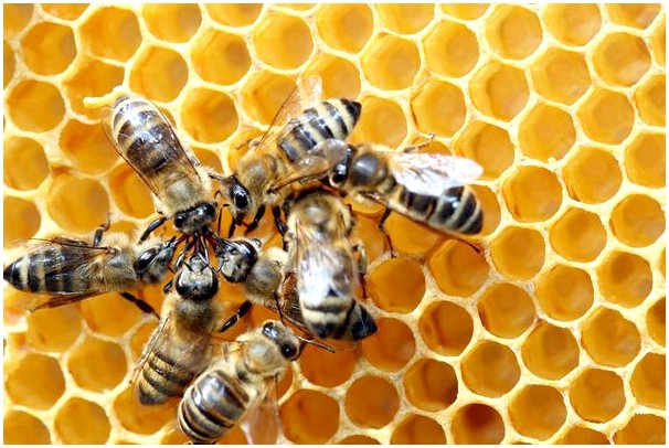 6 видов пчел