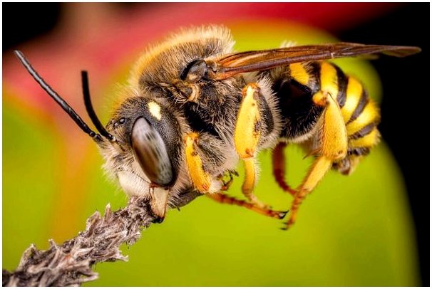 6 видов пчел