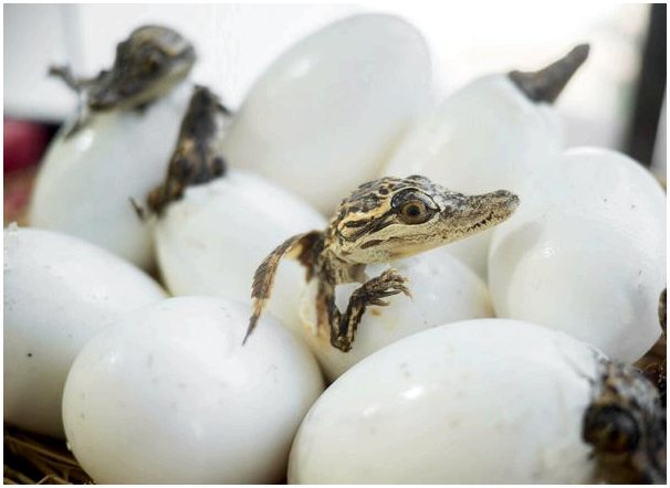Температура инкубации крокодиловых яиц