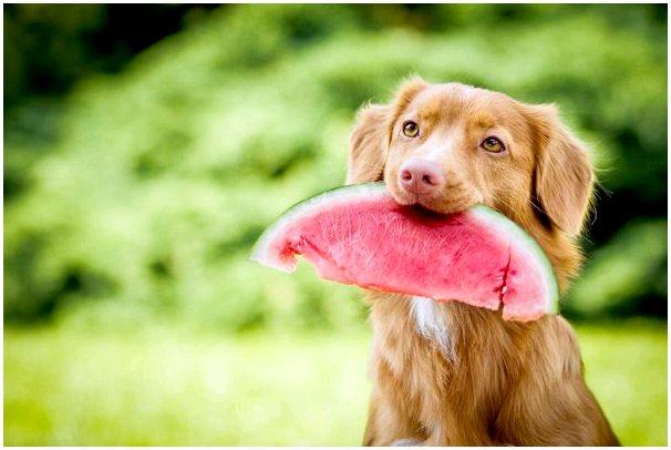 Целиакия у собак: симптомы, диагностика и лечение