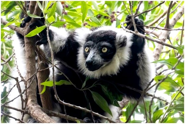 9 животных Мадагаскара