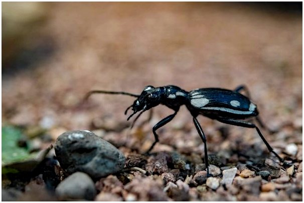 Anthia sexmaculata: уход в неволе