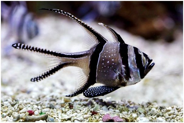 Бангайская кардинальная рыба: характеристики и охранный статус