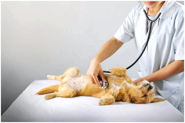 Легочный стеноз у собак: симптомы, диагностика и лечение