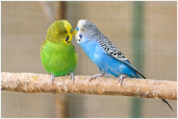 Безопасно ли выпускать птицу из клетки?