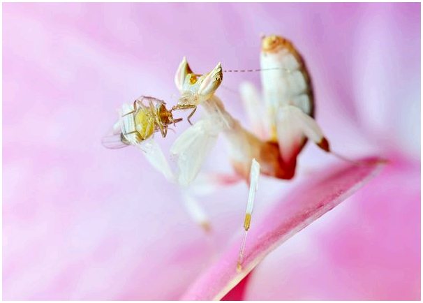 6 любопытных защитных механизмов насекомых