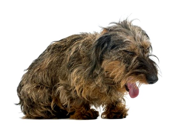 Бронхит у собак: симптомы, причины и лечение