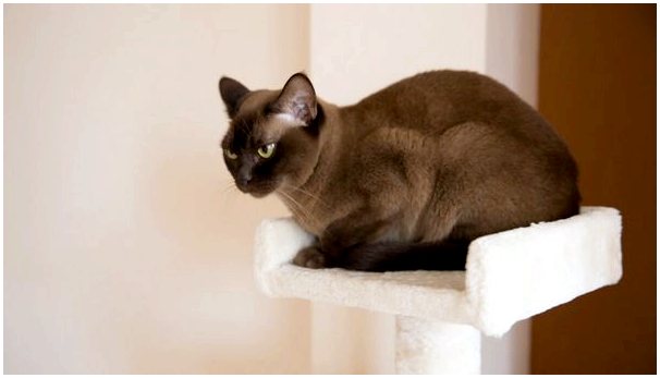 Бурманская кошка: характеристика и поведение