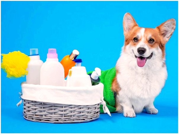 Целесообразно ли купать собаку с мягким мылом?