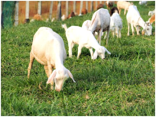 5 основных видов сельскохозяйственных животных
