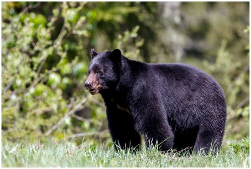 Черный медведь: хозяин Северной Америки