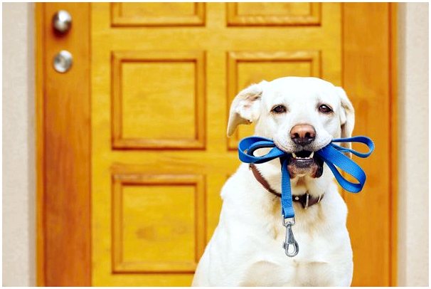 Ежедневные прогулки: пять советов, как поднять настроение вашей собаке