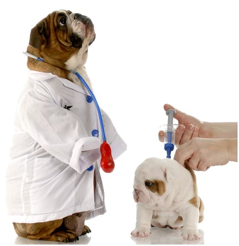 График вакцинации собак