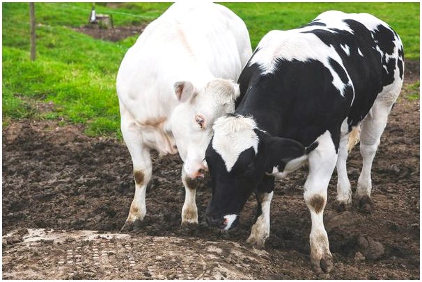 Инфекционный кератоконъюнктивит крупного рогатого скота и способы борьбы с ним
